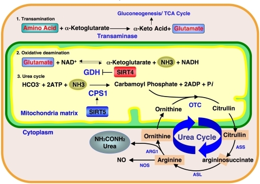 Ammonia detoxification pathway and mitochondrial sirtui | Open-i