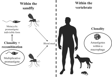 Schematic life cycle of Leishmania parasites.The life c | Open-i