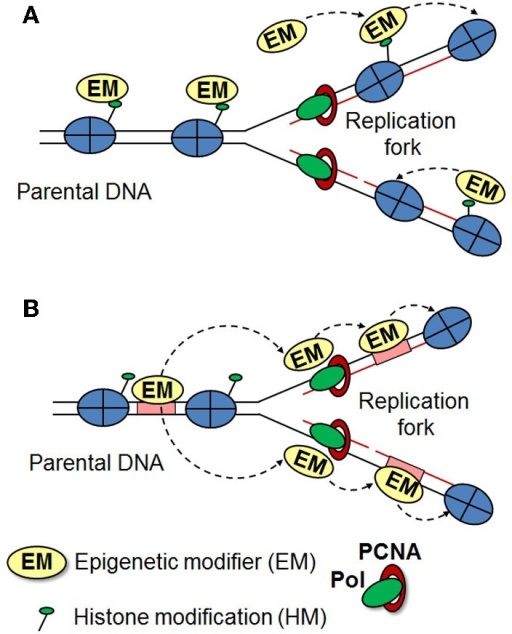 inheritance of histone modification patterns two model histone modification
