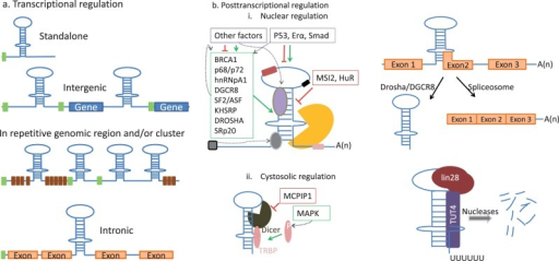 cis-and-trans-acting-regulatory-elements-during-mirna-open-i