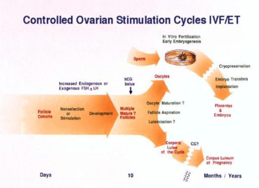 Diagram Of Events Occurring In The Ovary And In Vitro D Open I 