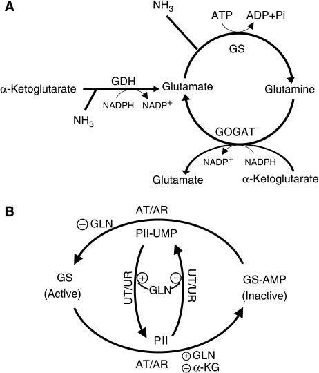 Ammonia assimilating pathways and regulation of glutami | Open-i