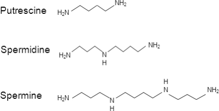 Putrescine, spermidine and spermine chemical structure | Open-i