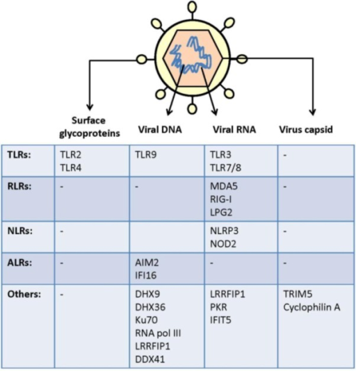 Viral PAMPs and cell PRRs. The viral particle constitut | Open-i