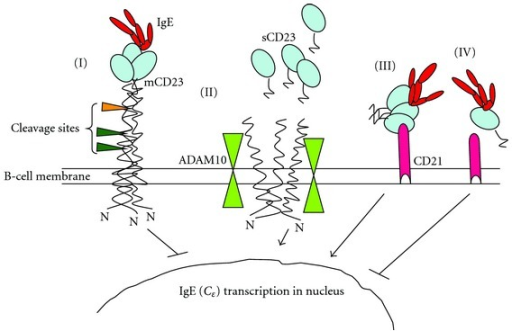 Interaction Between CD23 And Its Ligands, IgE And CD21. | Open-i