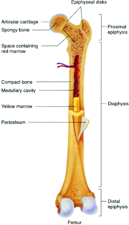 Figure 10. General structure of a mammalian bone. Other ...
