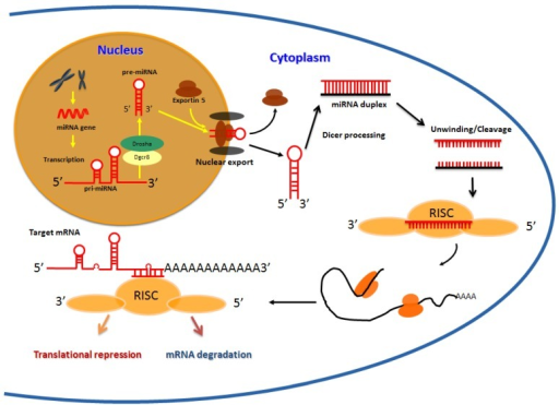 MicroRNA Biogenesis: Schematic Representation Of The Ev | Open-i