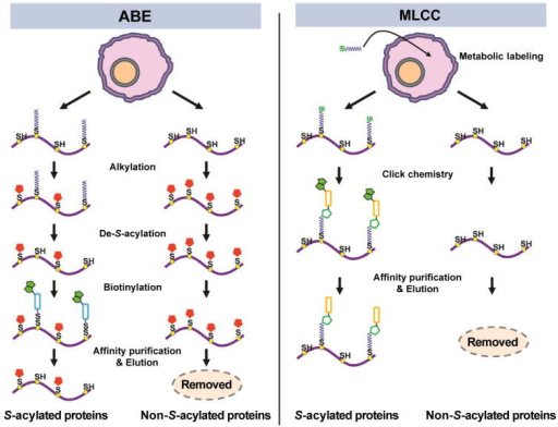 Methods for the enrichment of S-acylated proteins: acyl | Open-i