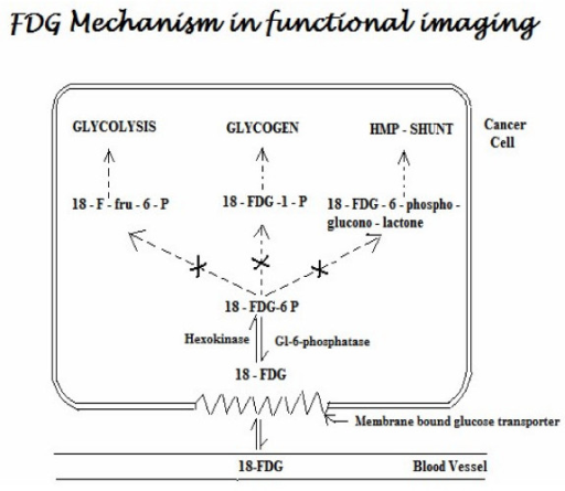 fdg-mechanism-in-functional-imaging-abbreviations-18-open-i