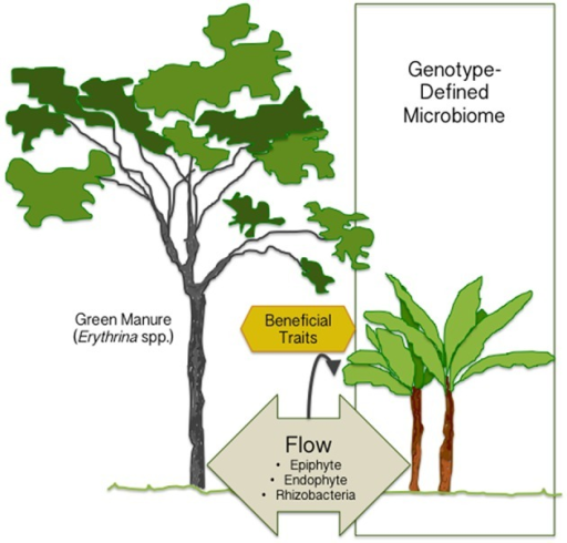 The Plant Microbiome Is Mainly Defined By Gen Open I The Plant Microbiome Is Mainly Defined By Genotype But It Can Be Manited
