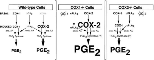 The Coordinate Regulation Of Cox
