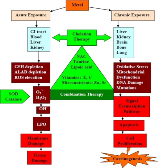 Acute and chronic exposure symptoms of metal toxicity a | Open-i