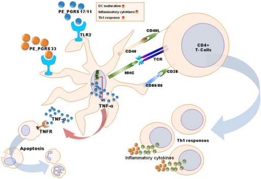 A schematic diagram for mechanisms of dendritic cell ma | Open-i