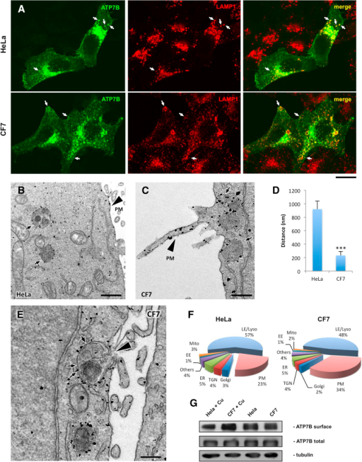 Activation of Lysosomal Exocytosis Stimulates Delivery | Open-i