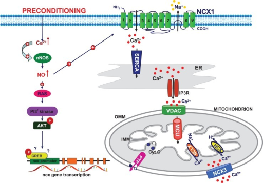 Schematic model of preconditioning-induced neuroprotect | Open-i