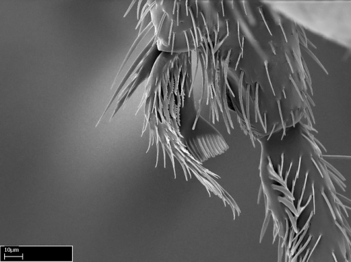 Hindleg Posterior Face Close Up Of Metatibial Apex W Open I