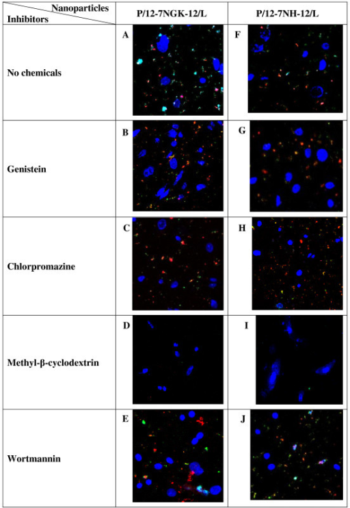 Laser Scanning Confocal Microscopy Lscm Images Of Sf Open I