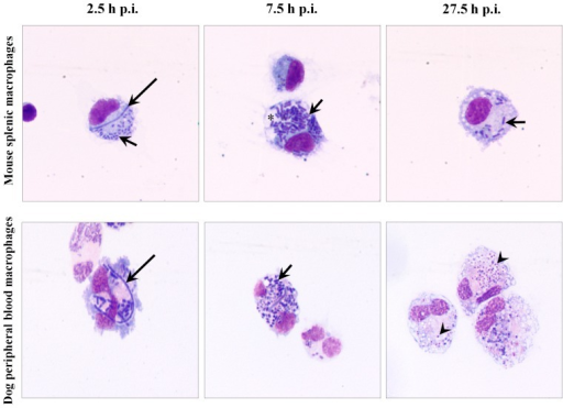 Intracellular Y. pestis in mouse and dog primary macrop | Open-i