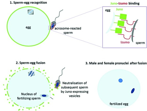 Figure 1 Junoizumo Binding Is Essential For Fertil Open I 