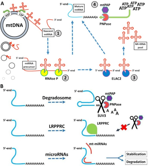 Maturation and processing of the mitochondrial polycyst | Open-i