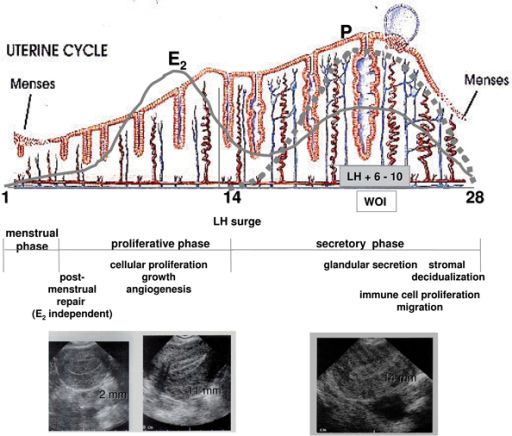 Cyclic Changes In Endometrium Across The Cycle Shown A Open I