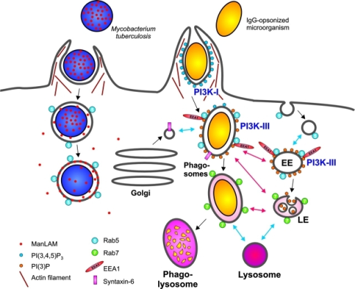 Phagocytosis of M. tuberculosis and an IgG-opsonized mi | Open-i