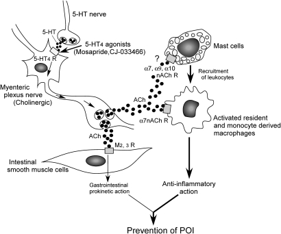 Anti-inflammatory mechanisms of 5-HT4R stimulation in p | Open-i