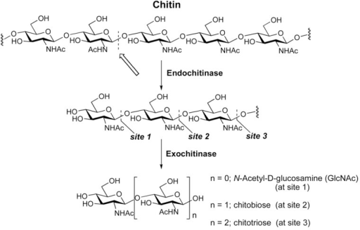 The structure of chitin and the products of chitinase h | Open-i