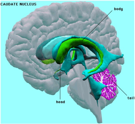 the caudate nuclei in the human brain open i