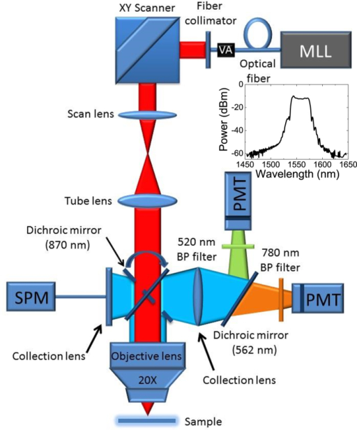 Schematic diagram of the multiphoton microscope. The in | Open-i