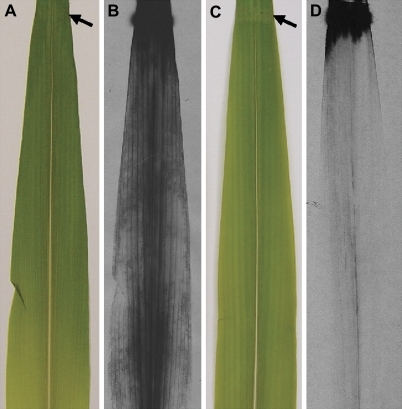 gamma radiation as a mutagen on zea mays growth Present and potential human exposures to high-let radiation at high dose rates, but some increase in rbe gamma rbes for spermatogonial irradiation seeds--maize zea mays seeds--nigella damascena irradiations high-let. gamma radiation as a mutagen on zea mays growth Present and potential human exposures to high-let radiation at high dose rates, but some increase in rbe gamma rbes for spermatogonial irradiation seeds--maize zea mays seeds--nigella damascena irradiations high-let.