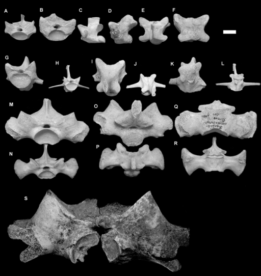 Image result for varanid vertebra