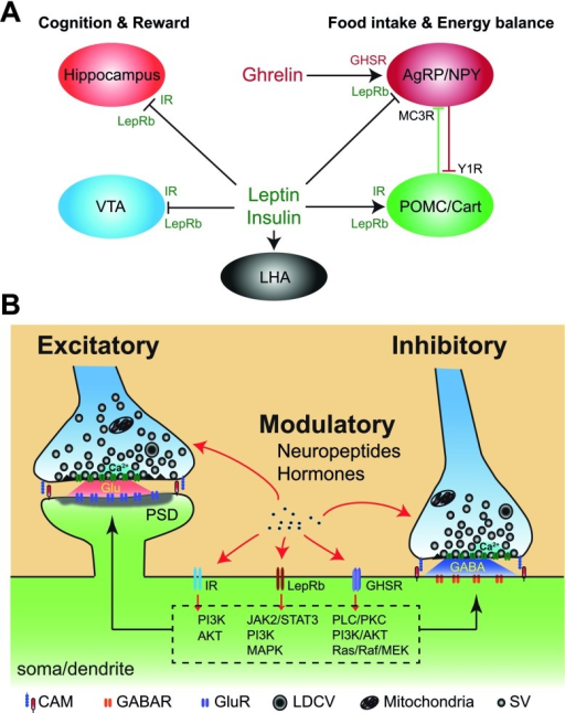 Endocrine hormones regulate neuronal function in the br Endocrine hormones regulate neuronal function in the br