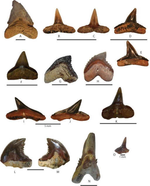 Miocene shark teeth from northwestern Madagascar.A, Oto | Open-i