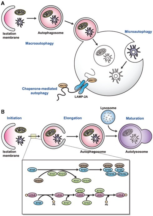 Three Types Of Autophagy And Cellular And Molecular Eve | Open-i