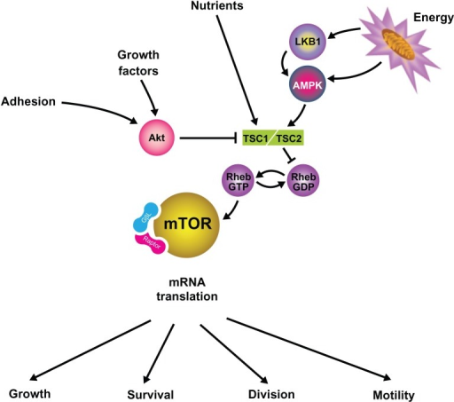 MTOR Activation Is Controlled By The TSC1/TSC2 Complex | Open-i