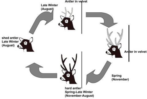 Antler Cycle In Adult And Yearling Pampas Deer Males A Open I