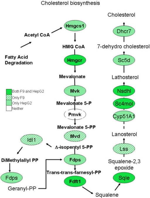 Map Of Cholesterol Biosynthesis. TSA Down Regulates 9 O | Open-i