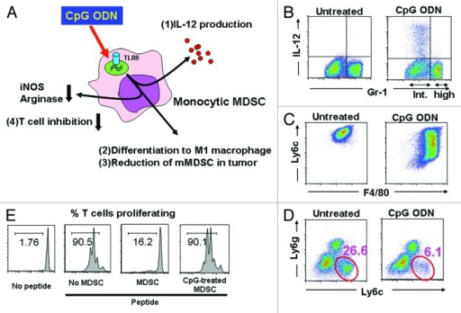 Figure 1. Effect Of CpG ODN On Tumor Associated MDSC. | Open-i