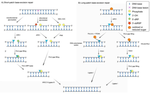 Short-patch (SP-) and long-patch base excision repair ( | Open-i