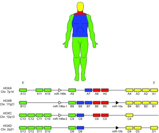 Image result for hox genes human