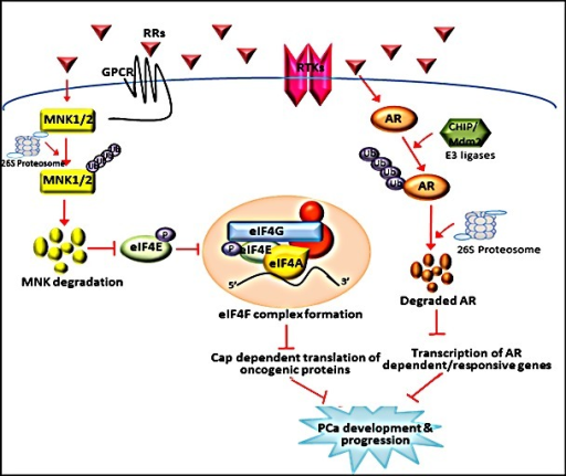 Schematic representation of the inhibition of AR signal | Open-i