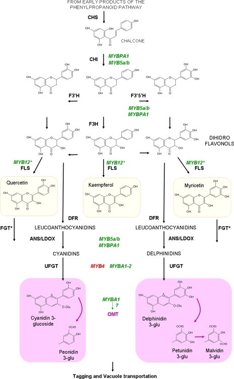 Simplified Overview Of Flavonol And Anthocyanin Biosynt 