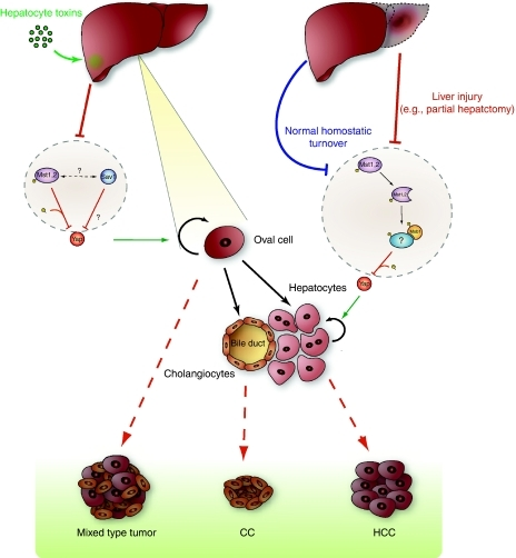 Model for the role of the Hippo pathway during liver re | Open-i