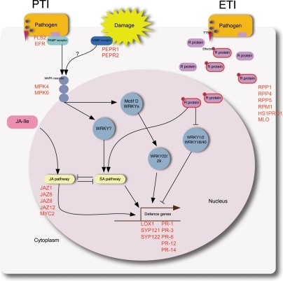 Schematic diagram of plant immunity to bacterial pathog | Open-i