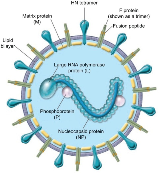 Components of Parainfluenza - LabCE.com, Laboratory Continuing Education
