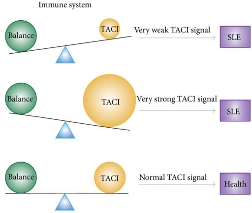 relationship between the immune system and relationship between the immune system and