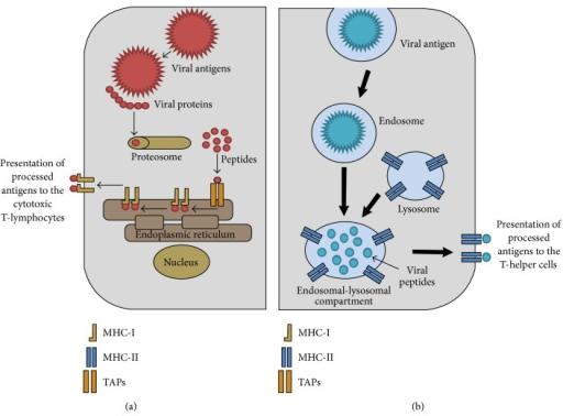 The Endogenous And Exogenous Pathways Of Viral Antigen Entry Into Host ...