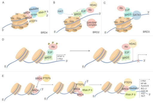 Biological Function Of BET BromodomainsThrough Sharing | Open-i