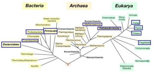 The universal phylogenetic tree of life as based on sma | Open-i